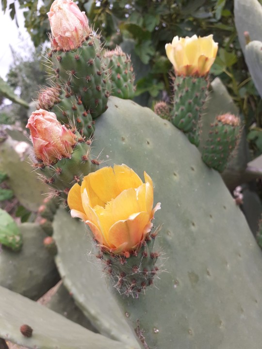 Flores Figueira da Índia. Foto Original. 2021.05.jpg