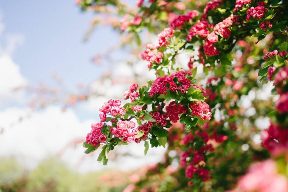 50323453_1959068544189008_2986208061313515520_n.jp