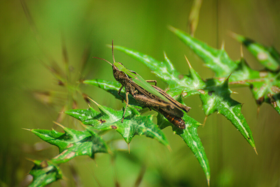 biodiversidade 5 a.jpg