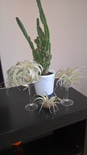 WP_20190222_11_28_20_Pro.jpg WP_20190222_11_28_20_Pro.jpg