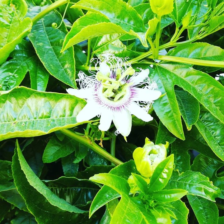 55614065_1334044316735326_163117549322502144_n.jpg 55614065_1334044316735326_163117549322502144_n.jpg