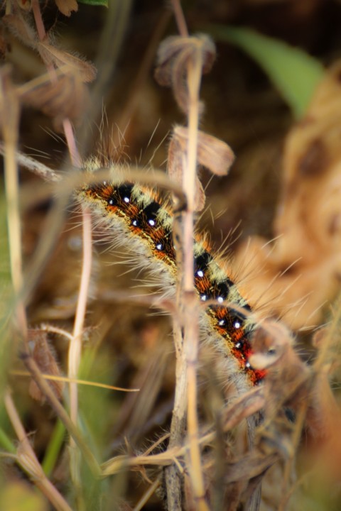 psilogaster loti-4 (683x1024).jpg