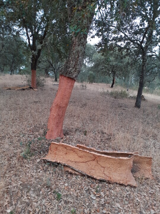 Descortiçamento Ervedal. Foto original. 2022.06.15.jpg