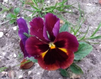 156876362_3691291137652831_1855263147545730095_o.j 156876362_3691291137652831_1855263147545730095_o.j