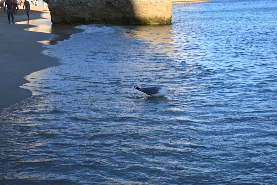 Não me canso disto Gaivota 6.JPG