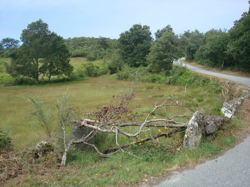 Torrinheiras