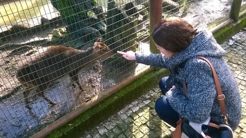 Zoo da Maia - veado e mana Zoo da Maia - veado e mana