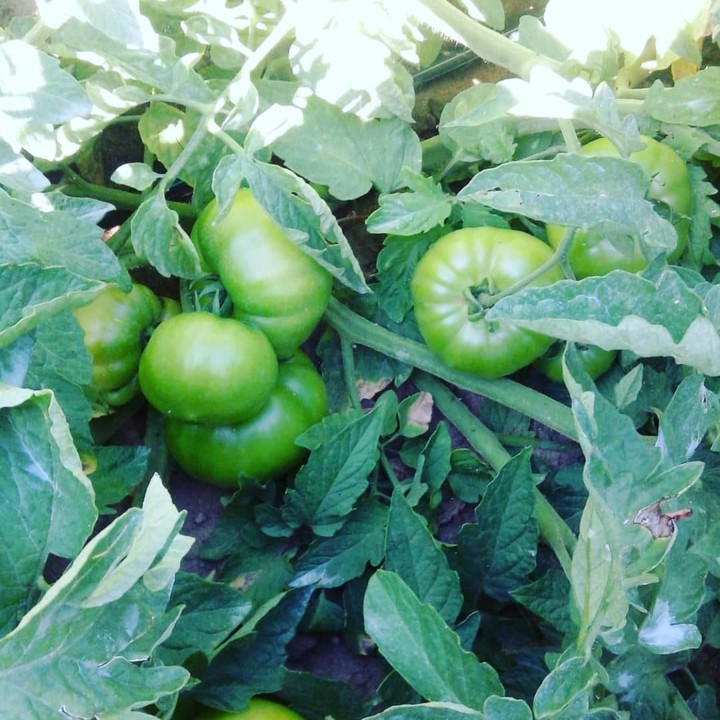 217629074_2069336363206114_3944981747433133376_n.j