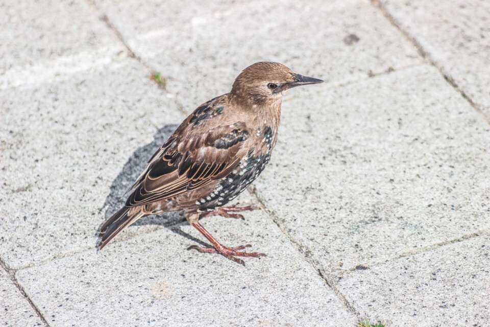 sturnus vulgaris 3.jpg