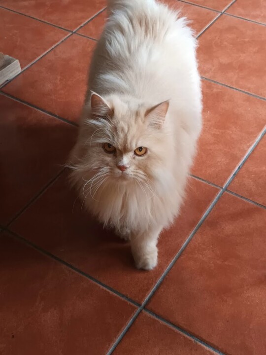 Não me canso disto gato.jpg