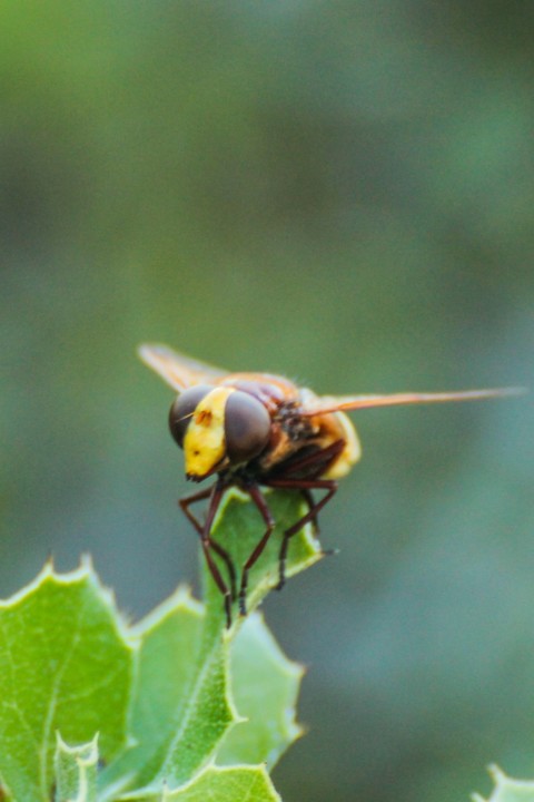 volucella zonaria 2.jpg