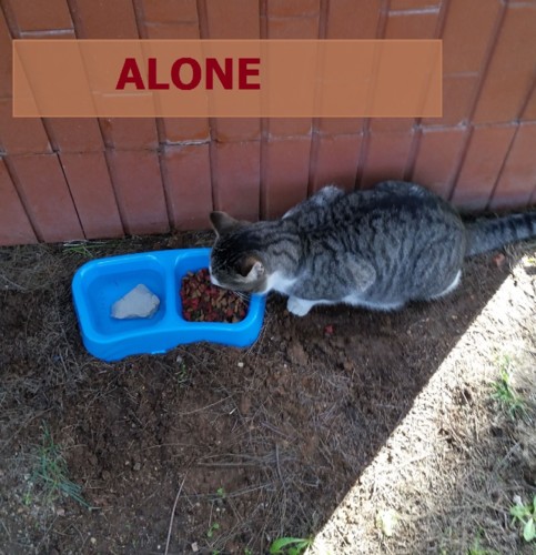 Alonepapar.jpg Alonepapar.jpg