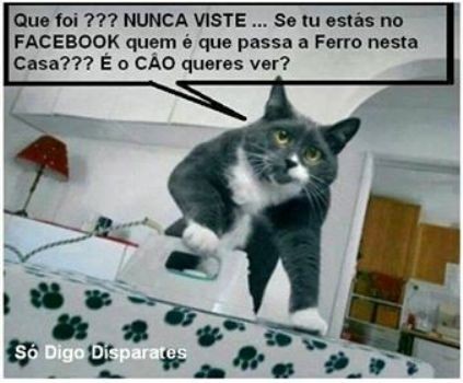 Gato miando - Som de gato miando - miados de Gato - Video de gatos  engraçados e loucos, Gatos 