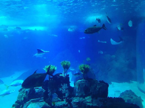 Oceanário.png