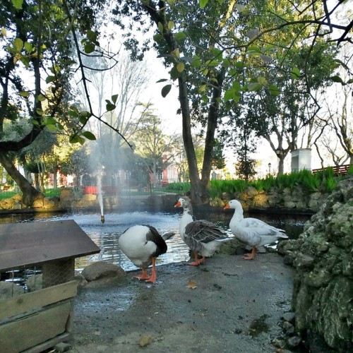 COPYRIGHT O RAPAZ DAS ILHAS