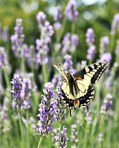 B. CAUDA DE ANDORINHA (PAPILIO MACHAON).JPG