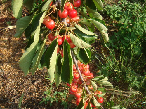 CEREJAS.JPG