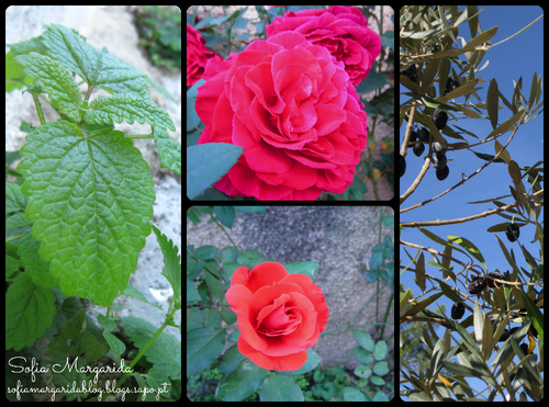 PicMonkey Collage2.png