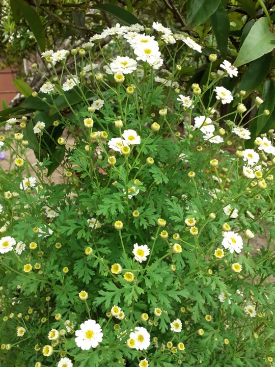 Altemira no quintal. Foto original. 2021.05.jpg