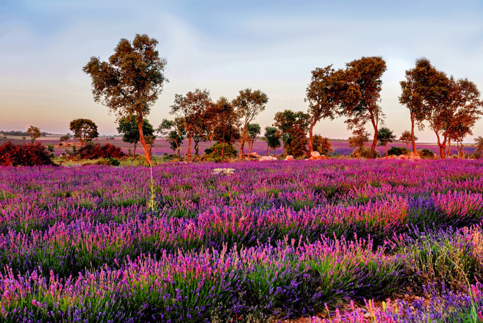 campo de lavanda 2.jpg