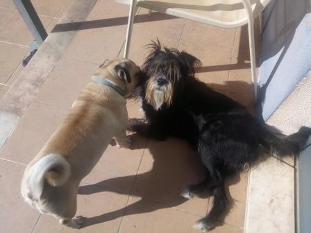 cães 1.jpg cães 1.jpg