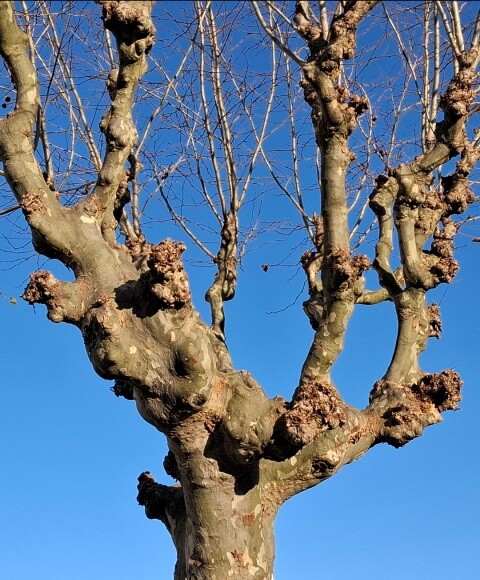 1000011952 - Cópia.jpg