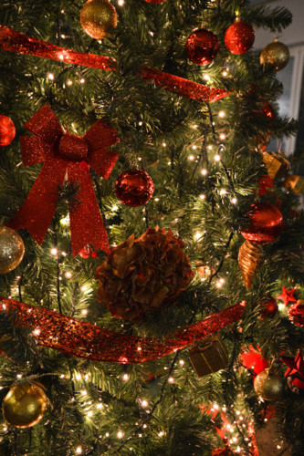 Arvore2018 (47 de 49).jpg