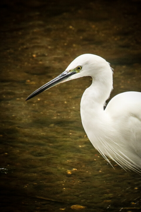 jardim rio da costa 2.jpg