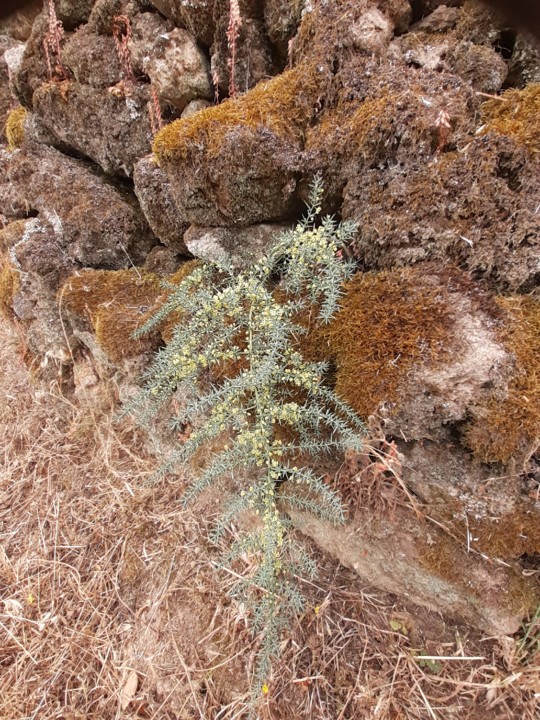 Espargo selvagem. Foto original. 2021.06.18. jpg