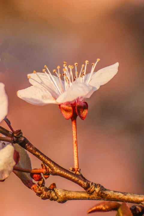 ameixeira-de-jardim 12.jpg