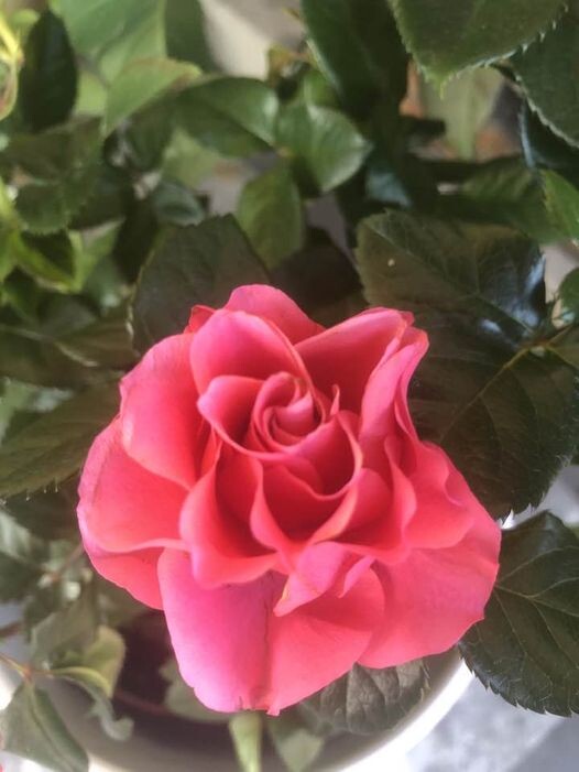 345599326_956412372066362_7041031077476045743_n.jp