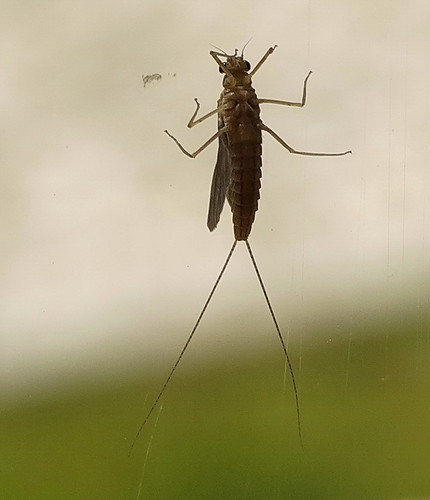 mosquito.jpeg mosquito.jpeg