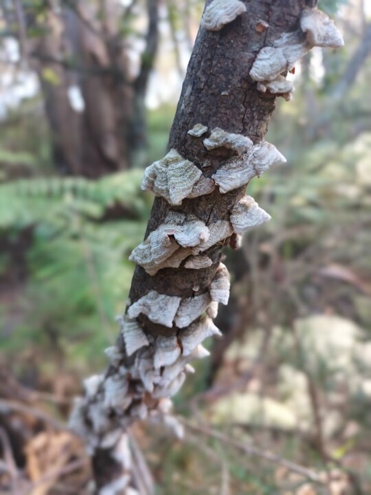 Não me canso disto pinhal.jpg