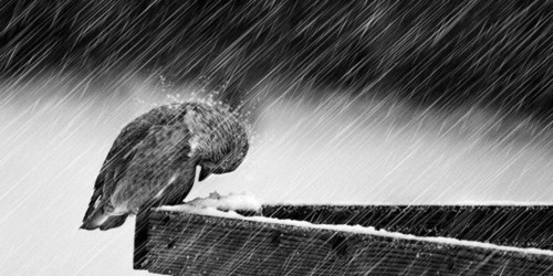 Estes finais de Inverno.jpg