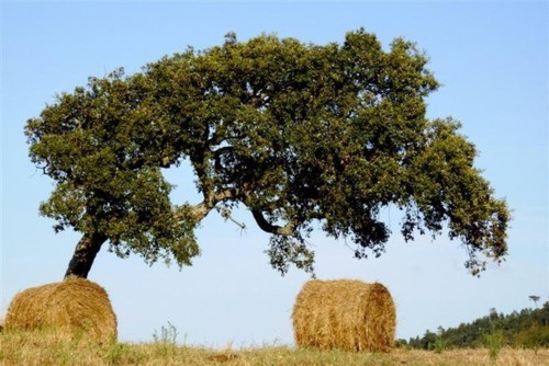 alentejo.jpg alentejo.jpg