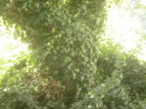 P7226571.JPG P7226571.JPG