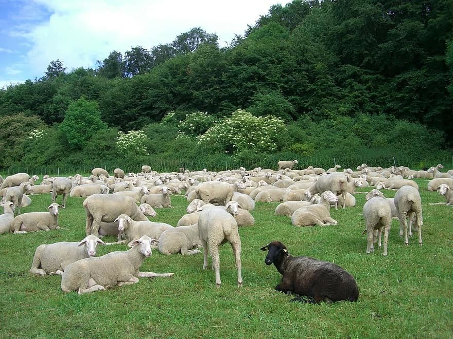 black-sheep-sheep-flock-of-sheep-black-white-flock