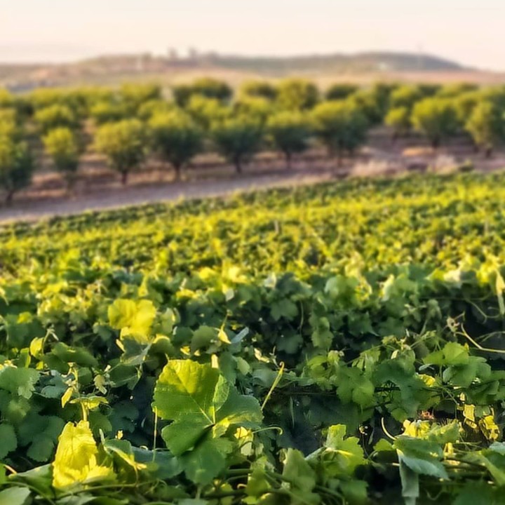 102382689_131502141884755_7566094312288593544_o.jp