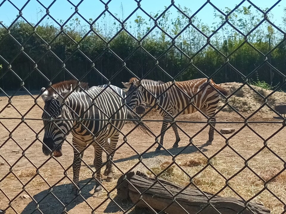 Não me canso disto zebra2.jpg