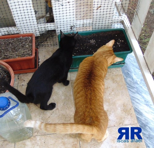 sementesgatos.JPG