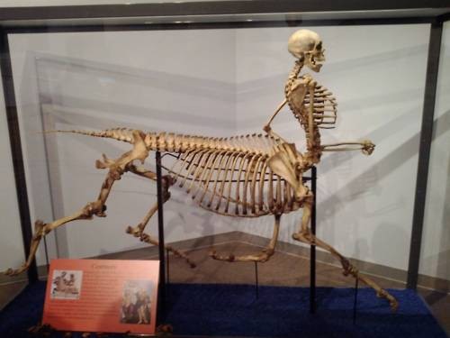 centauro.jpg centauro.jpg