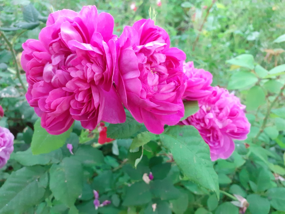 Rosas de Cheiro. Foto Original. 2021. 05. jpg