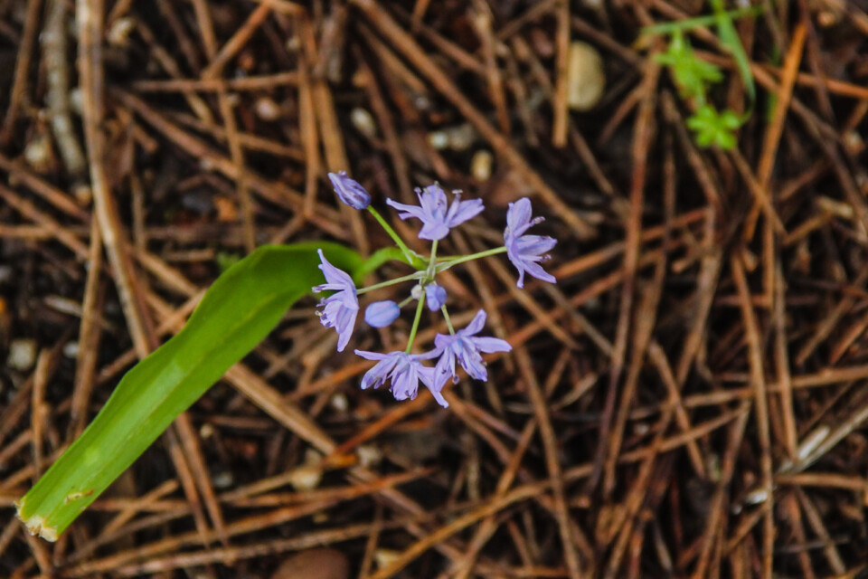 scilla monophyllos 2.jpg