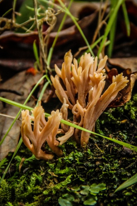 ramaria sp 5.jpg