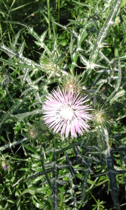 Boi DÁgua. Foto original. 2020. jpg