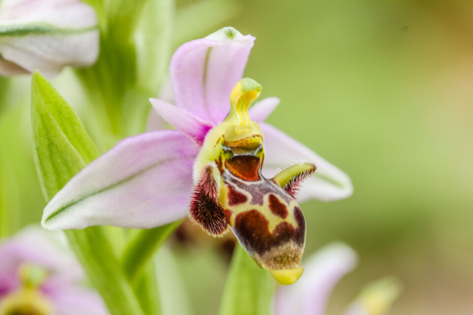 flor dos passarinhos 3.jpg