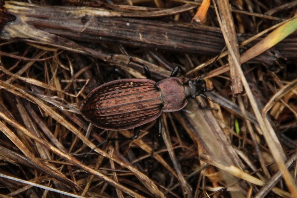 Carabus rugosus 6.jpg