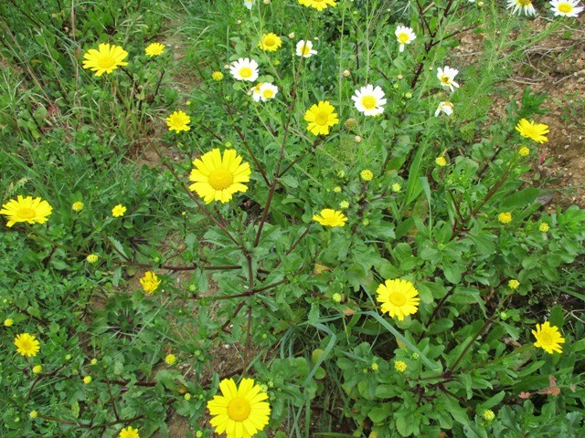 168685432_3773440666104544_5626152430456685696_n.j