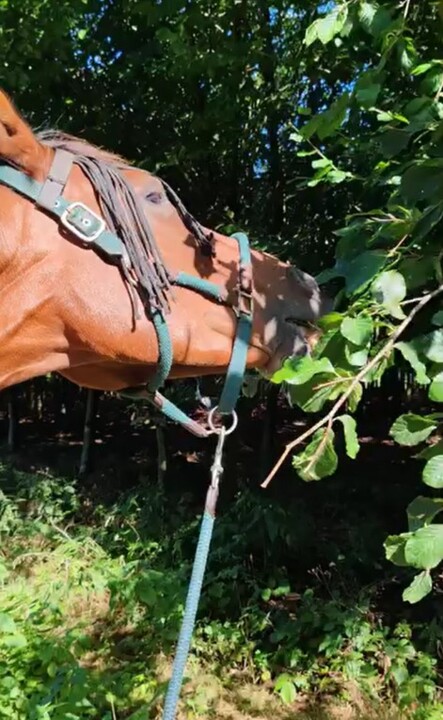 A Cavalo Tag 05 1.jpg