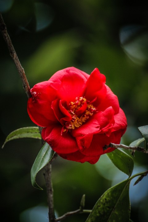 mathotiana rubra 2.jpg mathotiana rubra 2.jpg